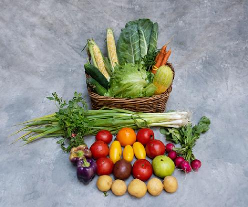 Small Vegetable Share