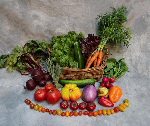 Small Vegetable Share